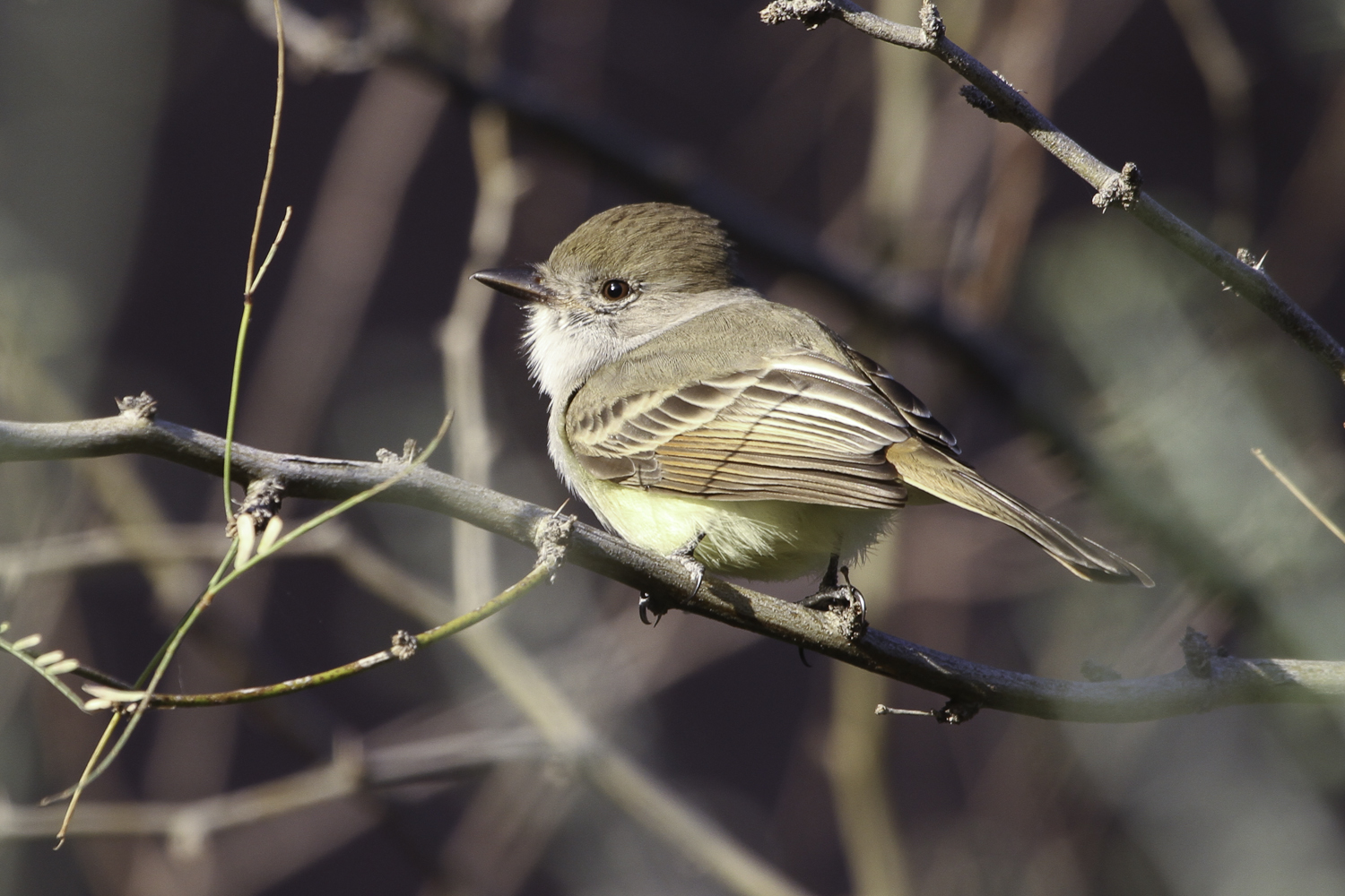Pretty Nutting’s flycatcher