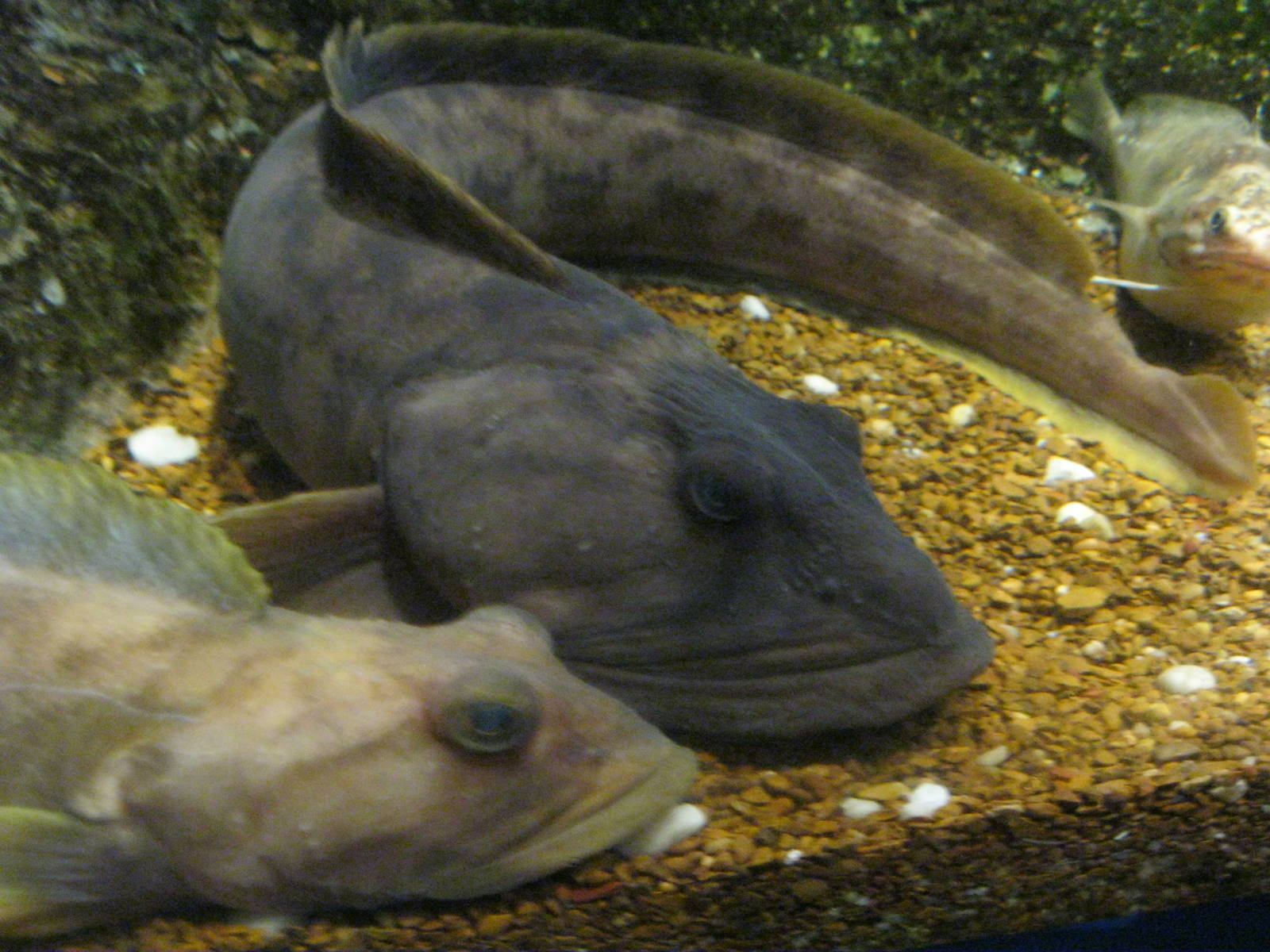 Ocean pout