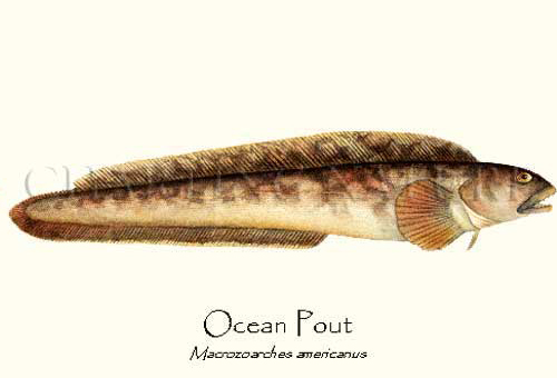 Pretty Ocean pout