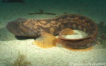 Pretty Ocean pout