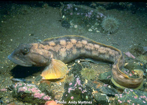 Pretty Ocean pout