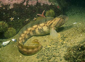 Pretty Ocean pout