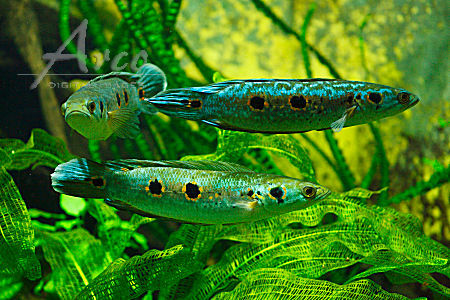 Pretty Ocellated snakehead