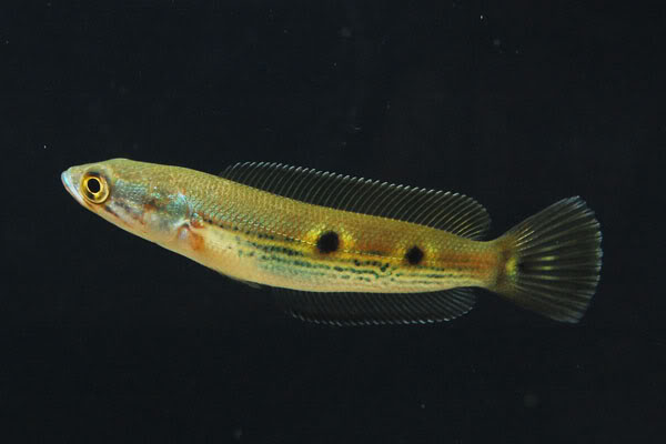 Pretty Ocellated snakehead