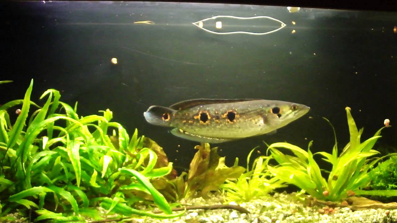 Pretty Ocellated snakehead