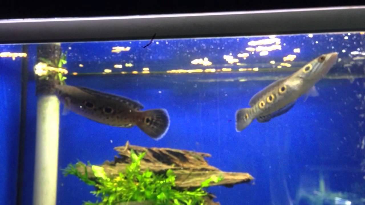 Pretty Ocellated snakehead