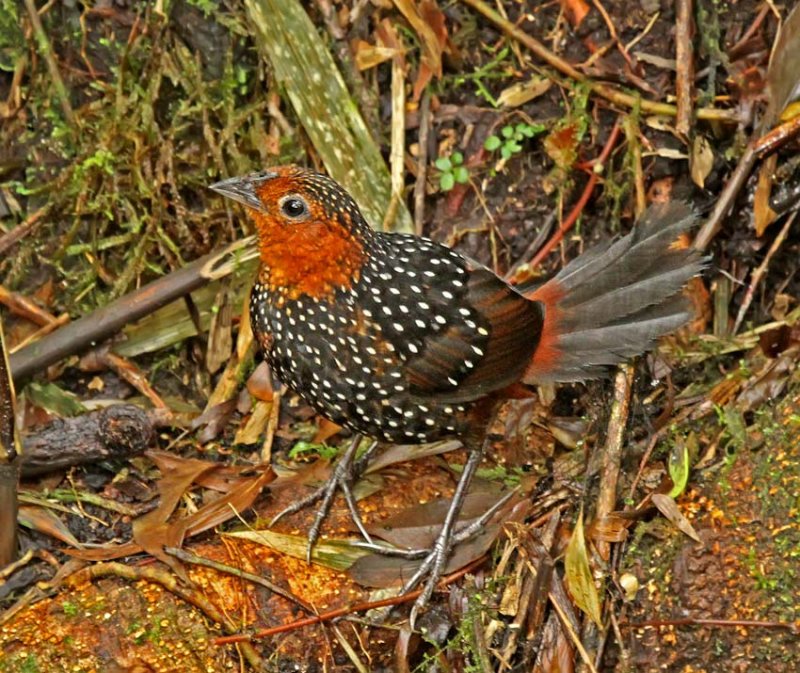 Ocellated tapaculo