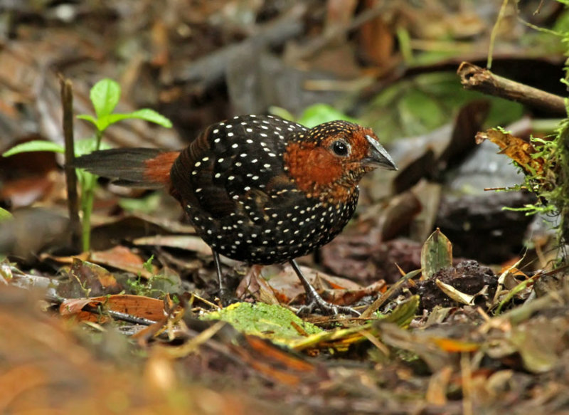 Pretty Ocellated tapaculo