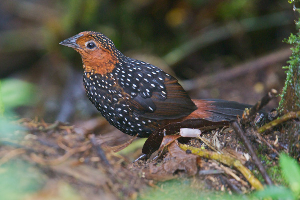 Pretty Ocellated tapaculo