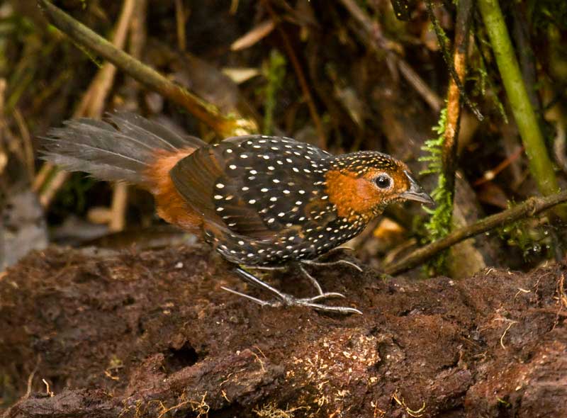 Pretty Ocellated tapaculo