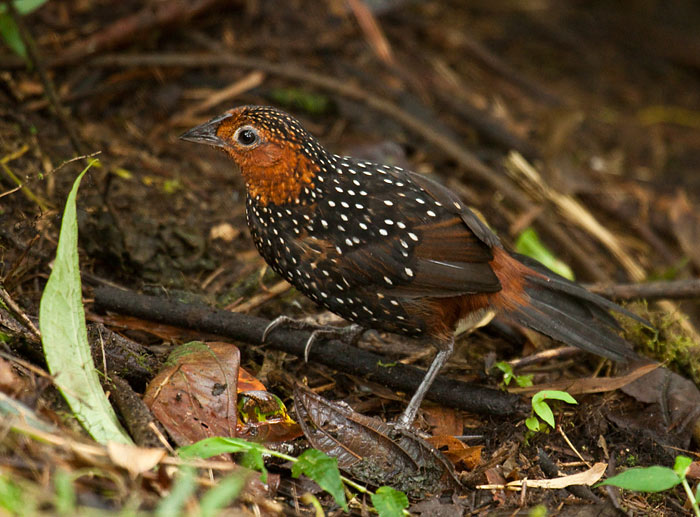 Pretty Ocellated tapaculo