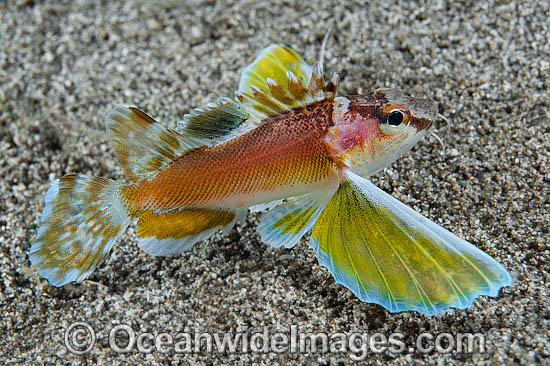 Ocellated waspfish