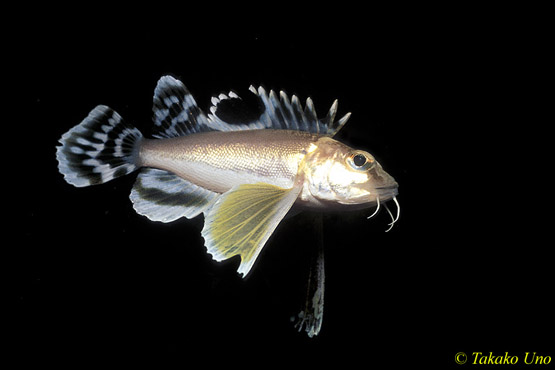 Pretty Ocellated waspfish