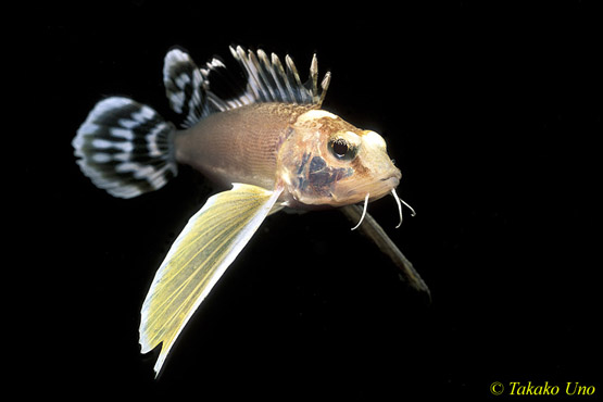 Pretty Ocellated waspfish