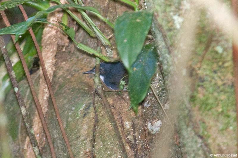 Ochre-flanked tapaculo