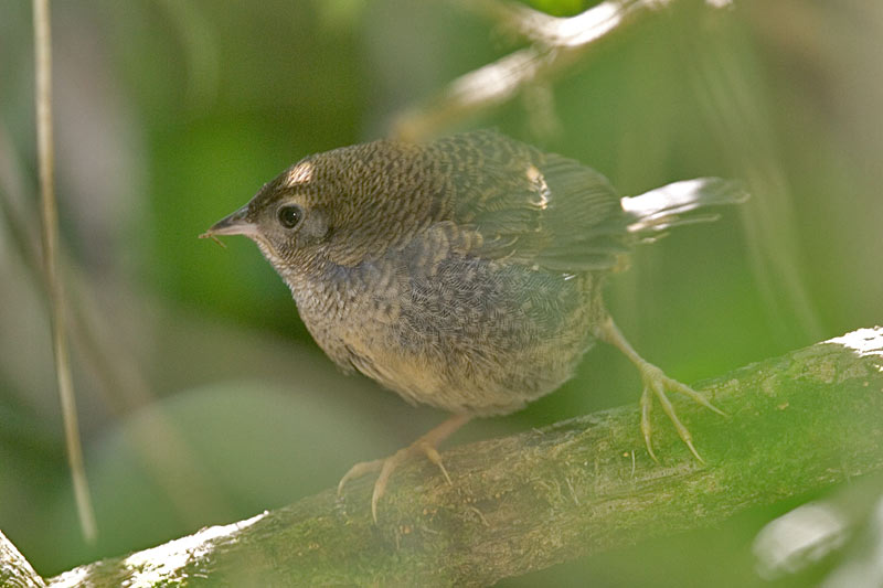 Pretty Ochre-flanked tapaculo