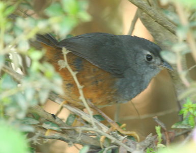 Pretty Ochre-flanked tapaculo
