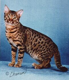 Nice Ocicat - Dog Breed