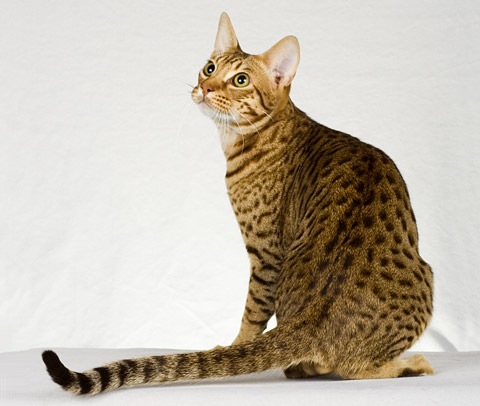 Cool Ocicat - Dog Breed