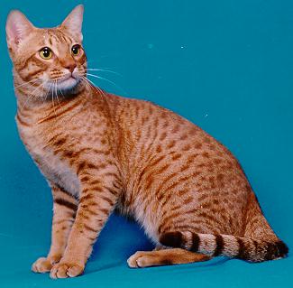 Pretty Ocicat - Dog Breed