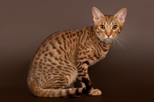 Cute Ocicat - Dog Breed