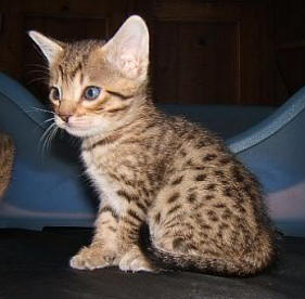 Wallpaper Ocicat - Dog Breed