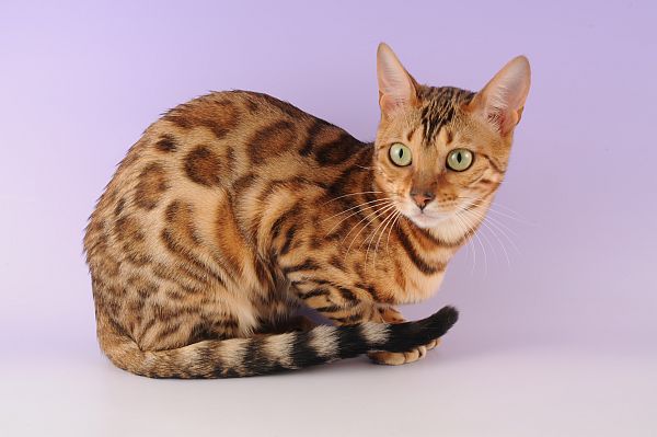 Ocicat - Dog Breed photo 