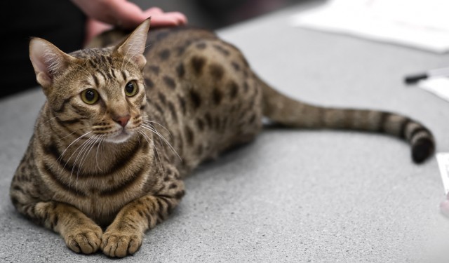 Ocicat - Dog Breed wallpaper