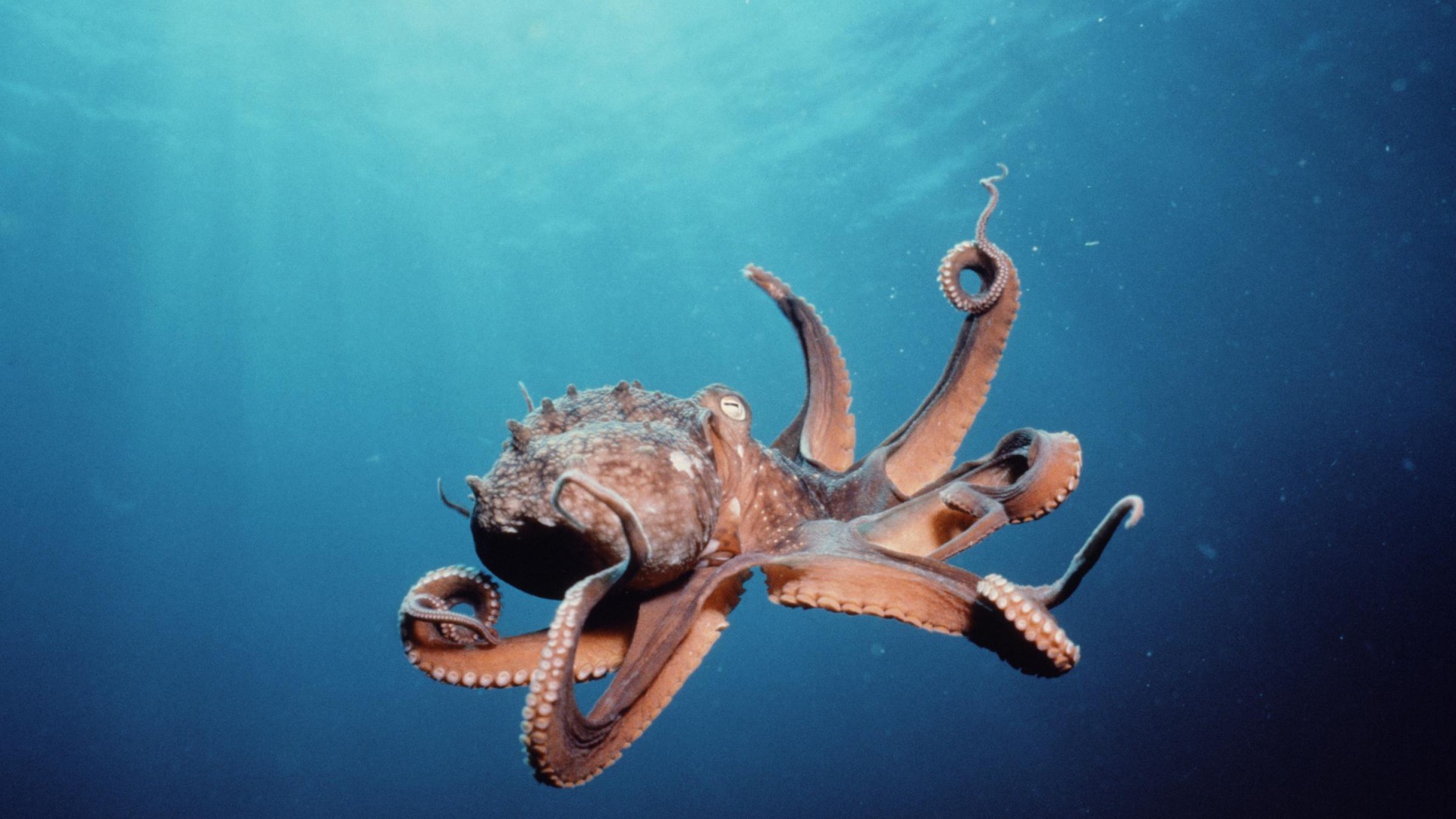 Octopuses and squid wallpaper