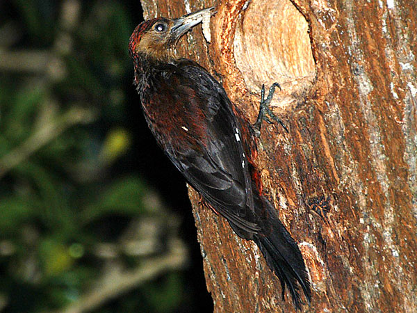 Pretty Okinawa woodpecker