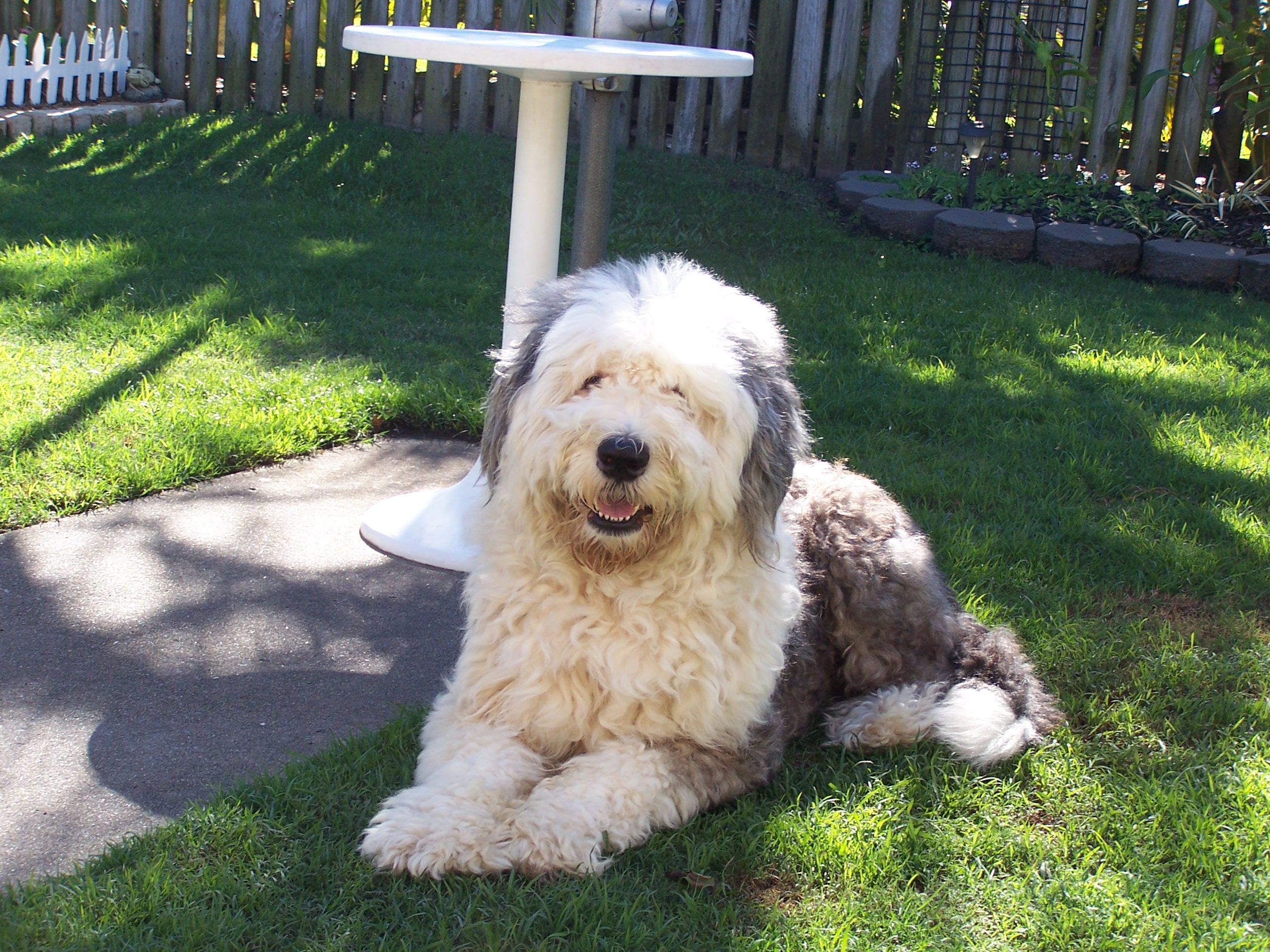 Old English Sheepdog - Dog Breed