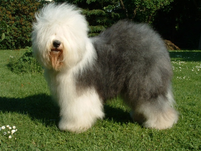 Nice Old English Sheepdog - Dog Breed