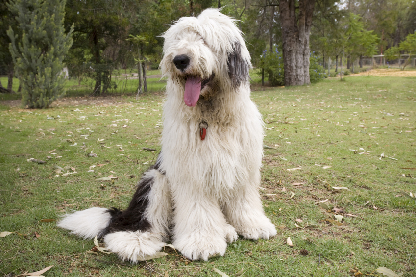 Cool Old English Sheepdog - Dog Breed