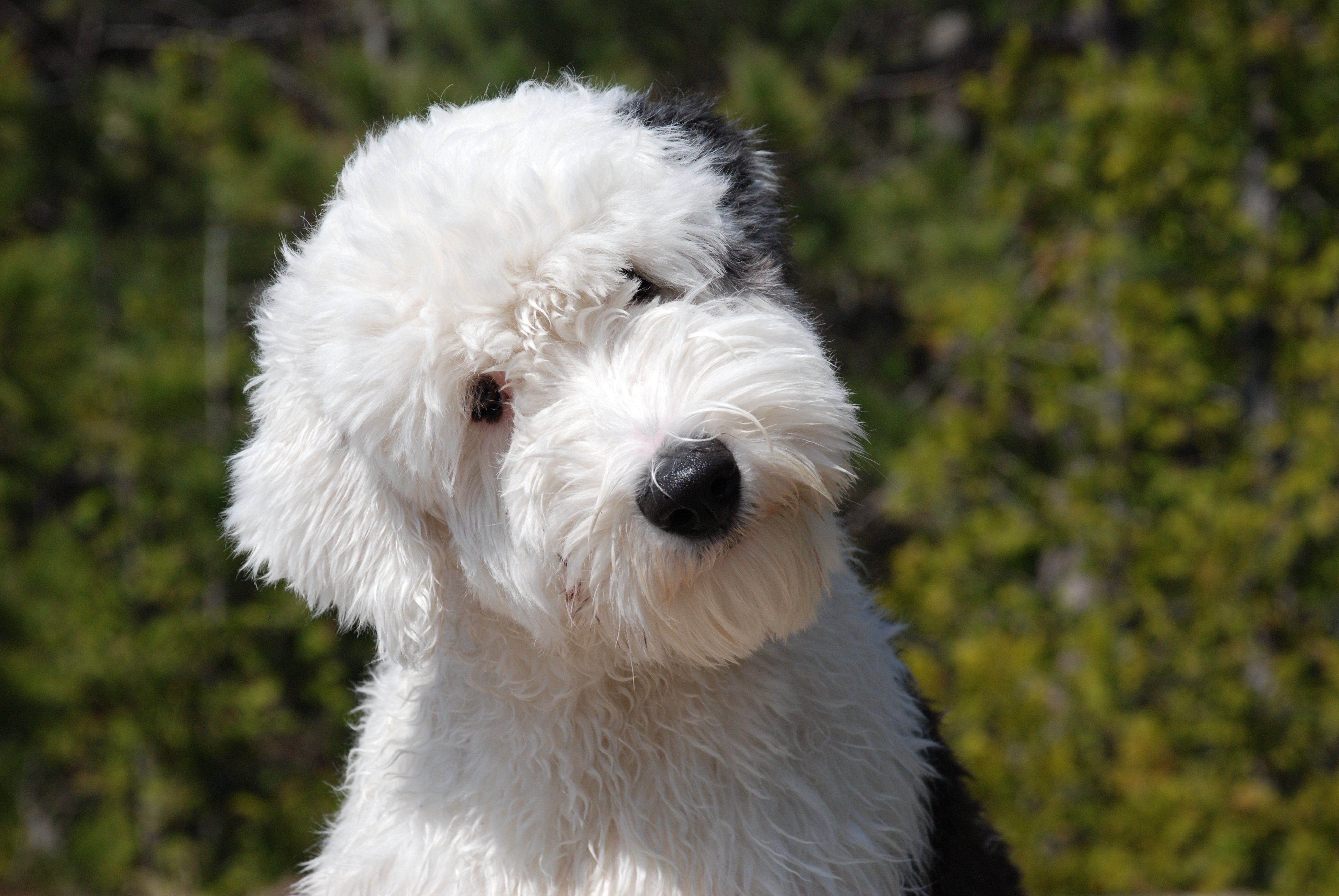 Pretty Old English Sheepdog - Dog Breed