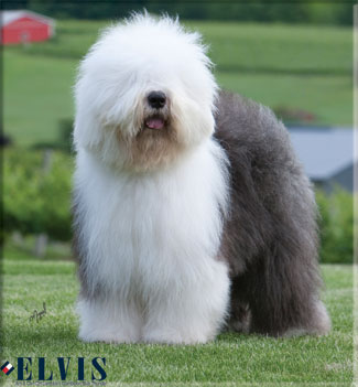 Wallpaper Old English Sheepdog - Dog Breed