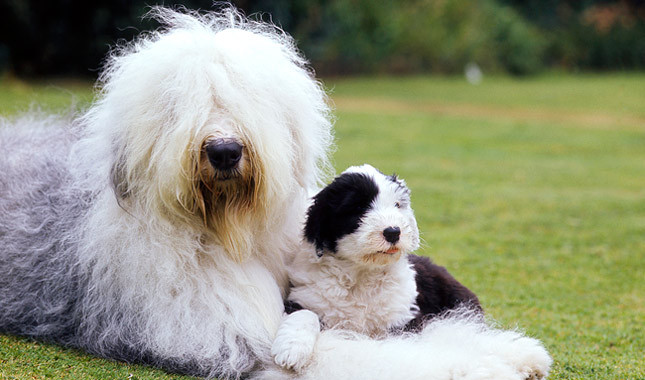 Photo Old English Sheepdog - Dog Breed