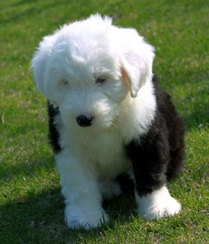 Old English Sheepdog - Dog Breed photo 