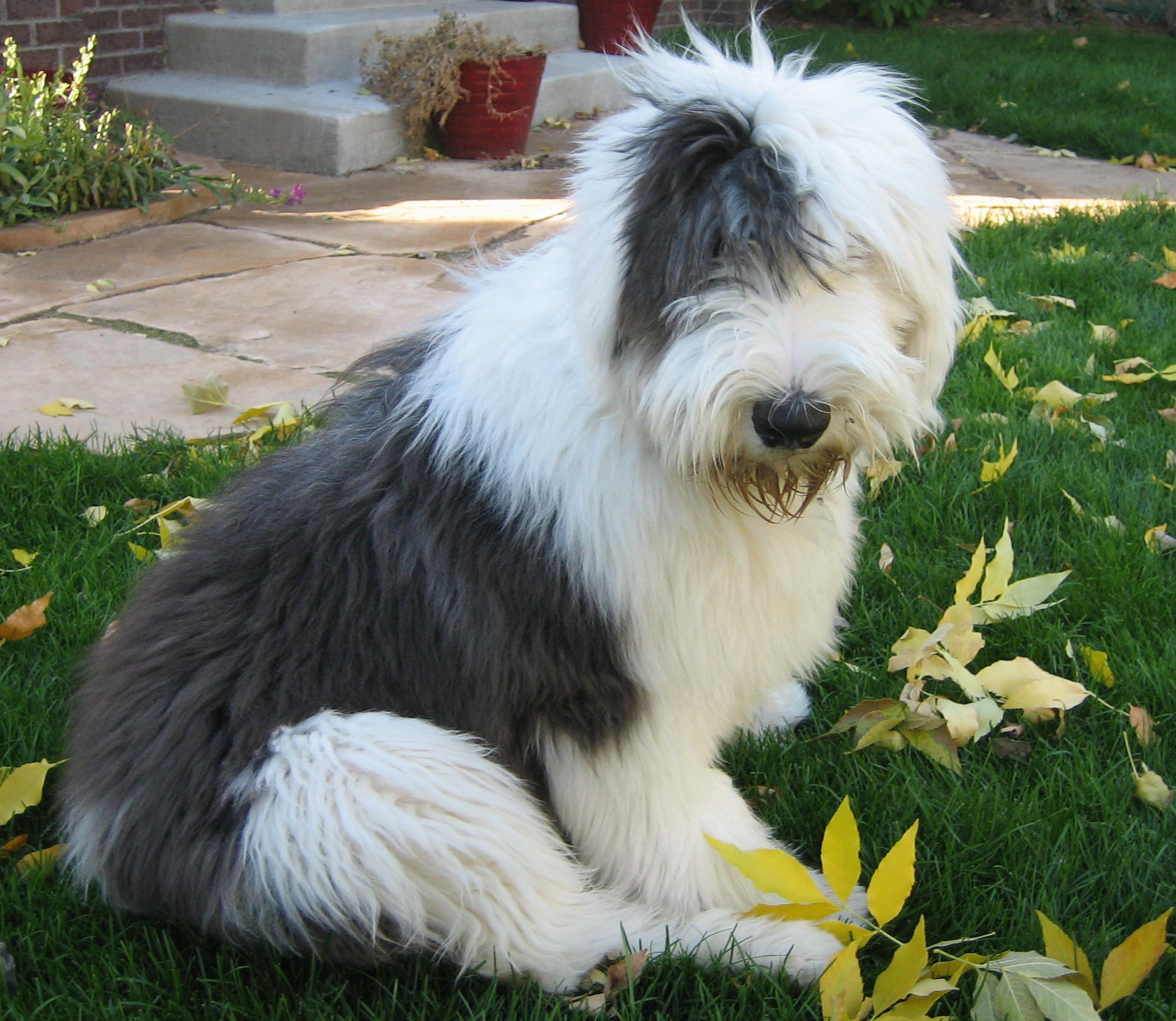 Old English Sheepdog - Dog Breed wallpaper