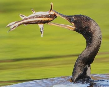 Pretty Olivaceous cormorant