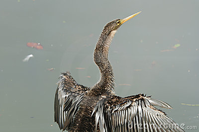 Pretty Olivaceous cormorant