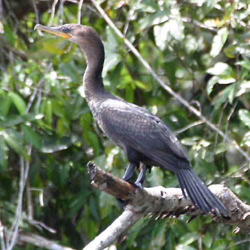 Pretty Olivaceous cormorant