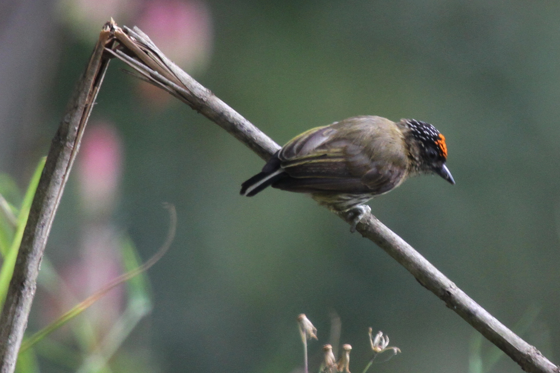 Pretty Olivaceous piculet