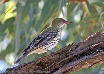 Olive-backed oriole
