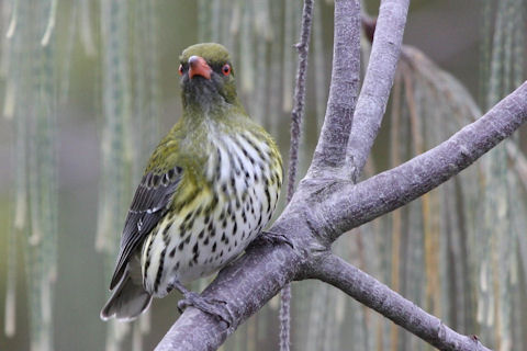 Pretty Olive-backed oriole