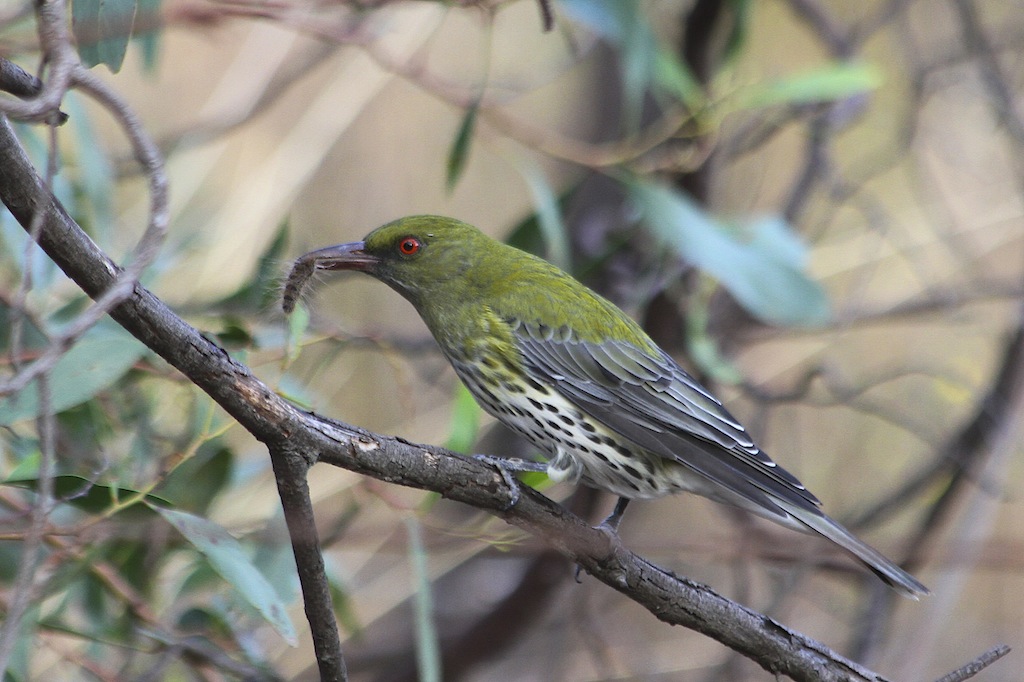 Pretty Olive-backed oriole