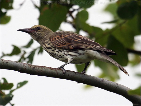 Pretty Olive-backed oriole