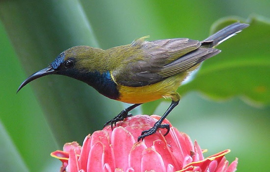 Olive-backed sunbird