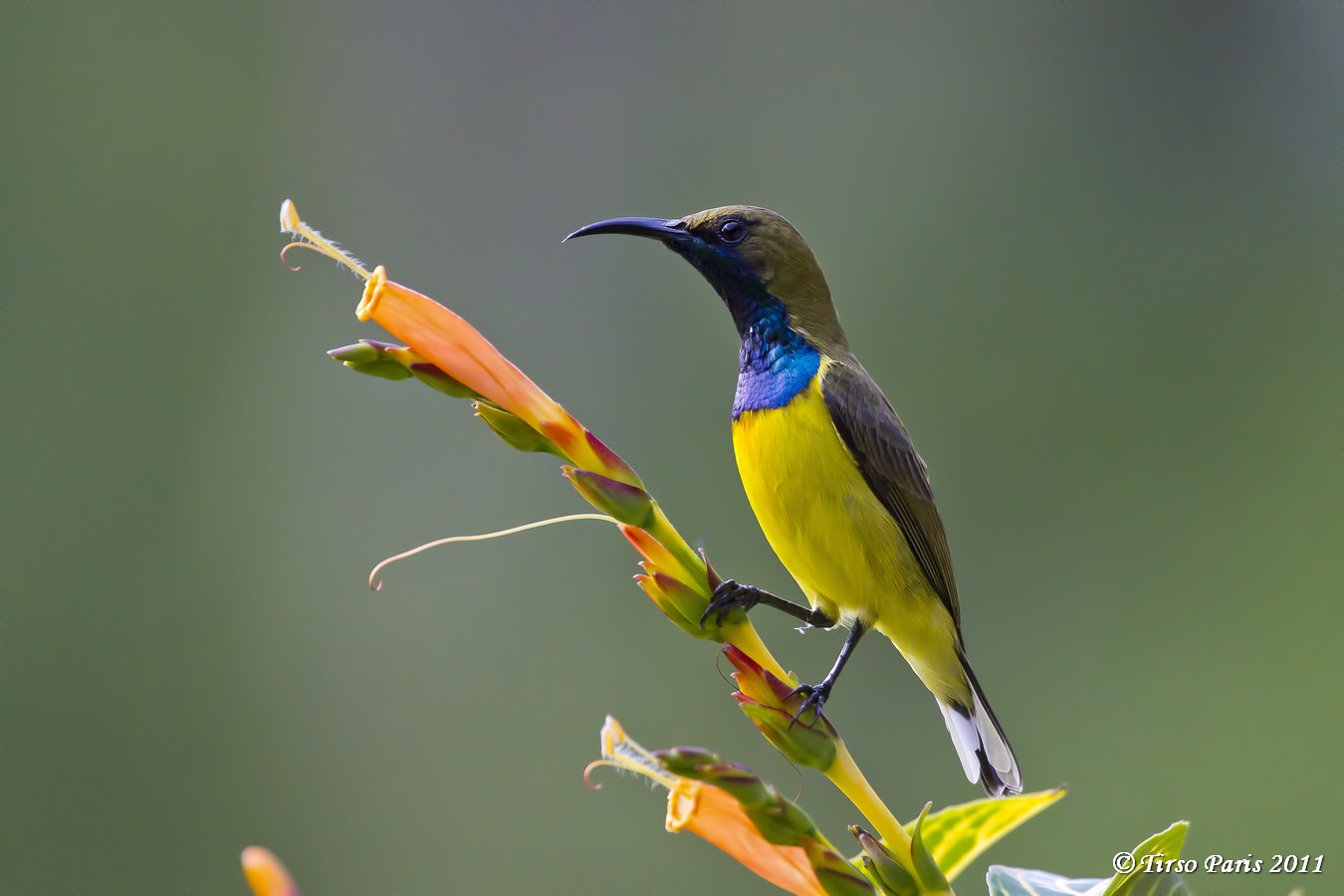 Pretty Olive-backed sunbird