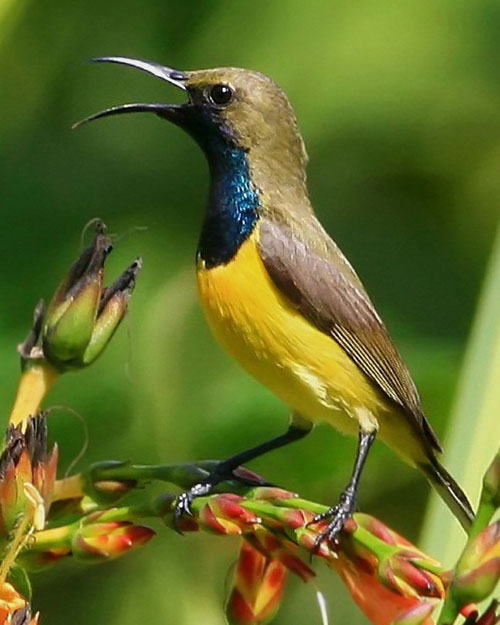 Pretty Olive-backed sunbird