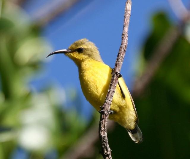 Pretty Olive-backed sunbird